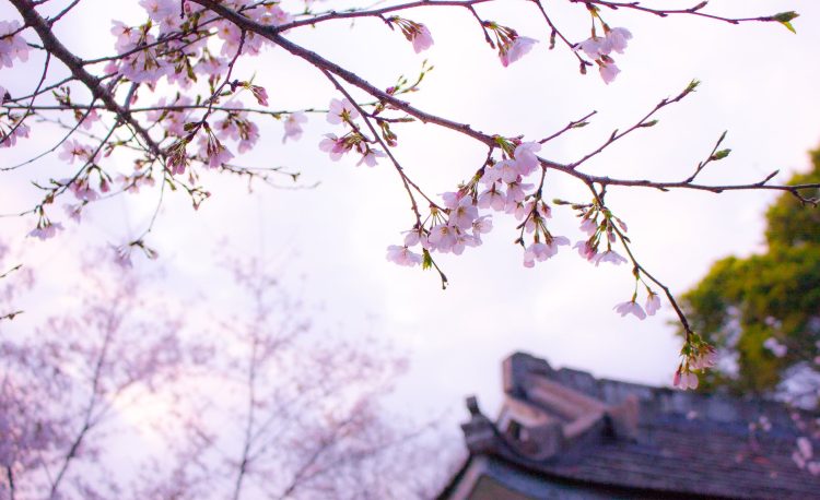 cherry blossom tree