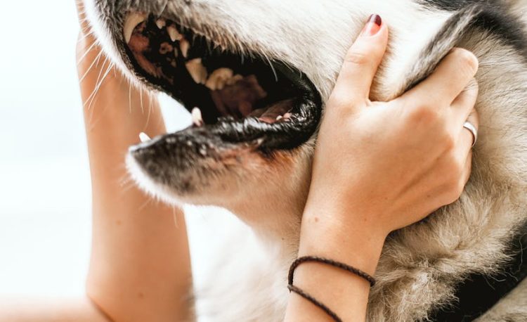 person holding black and white siberian husky