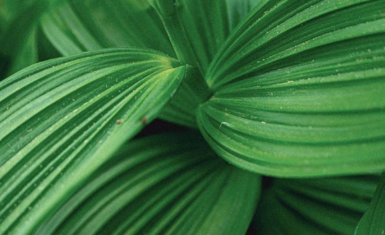close up photograph of green leaves