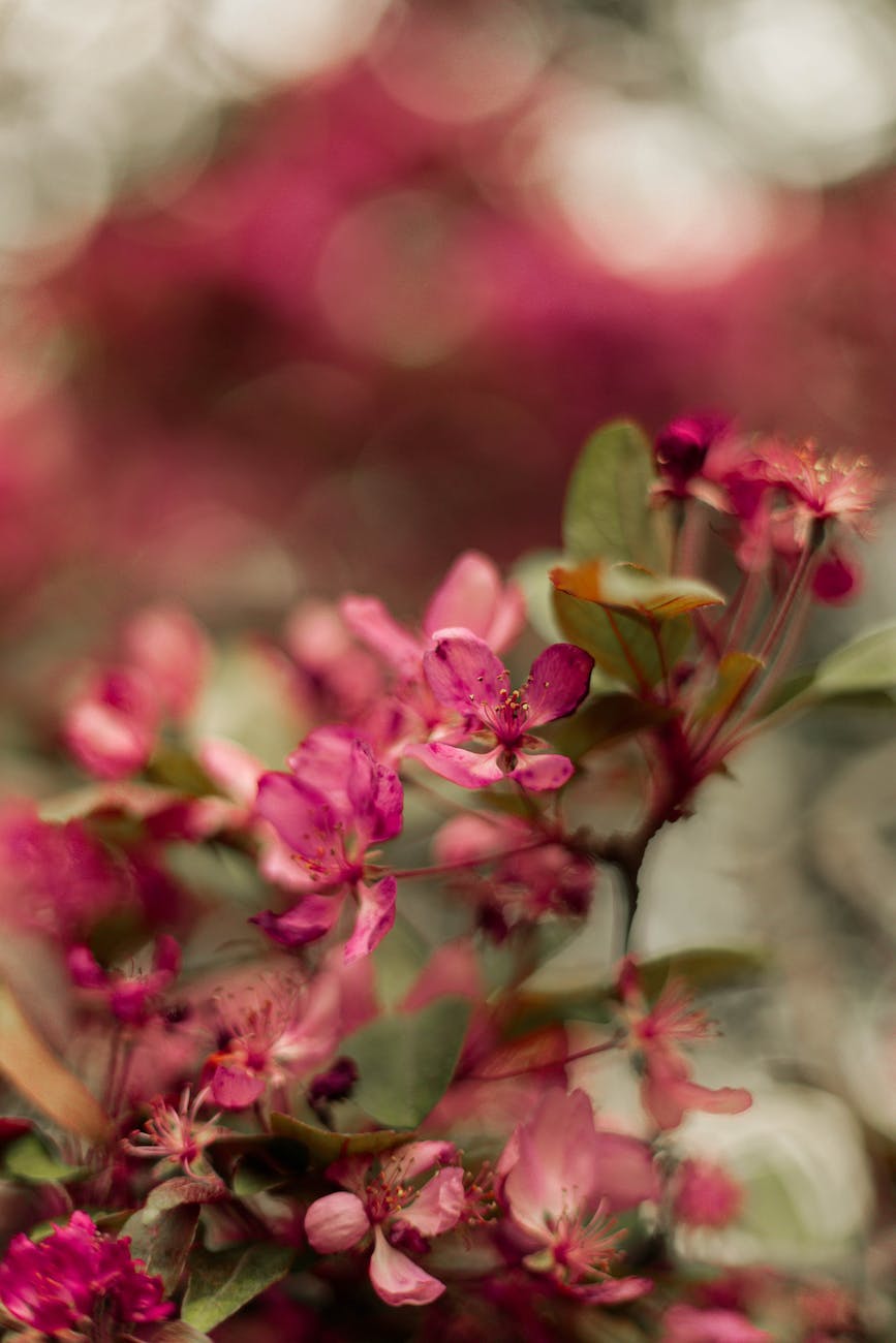close up of pink flowers